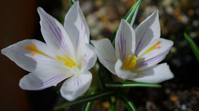 ●我が家の4月の花(6) 白いクロッカス ミニチューリップ ムスカリ オキザリス・パーシーカラー
