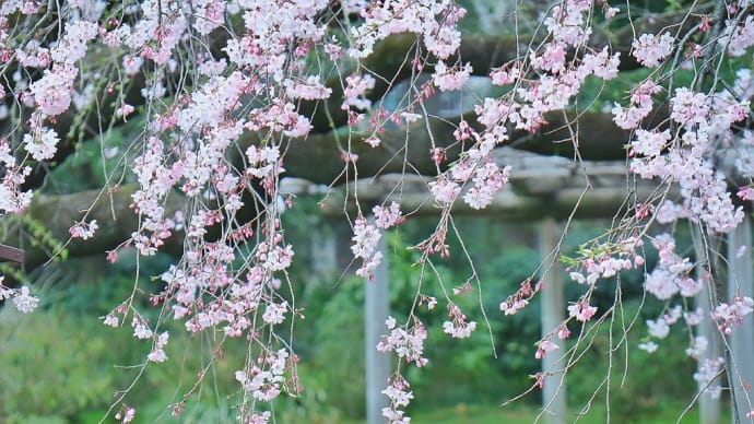 ２年ぶりの枝垂れ桜なのに…