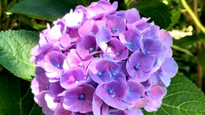 権現堂公園で紫陽花を堪能♡