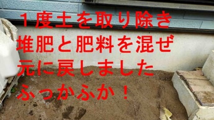 菊芋畑 復活!
