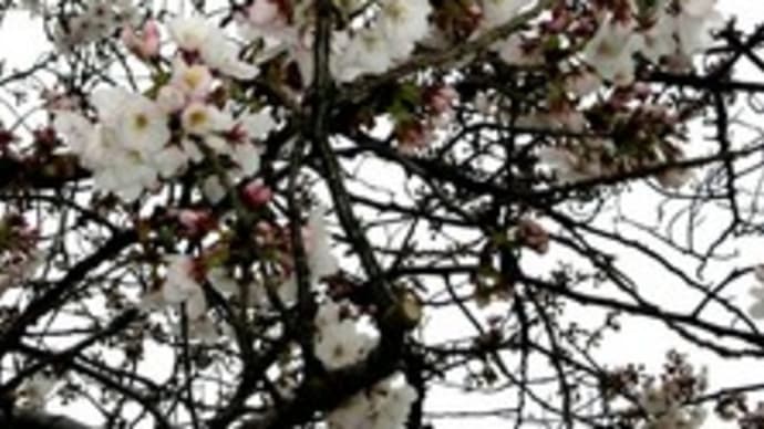 今日の柏尾川の桜