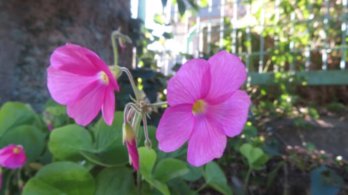 カルガモ復帰・ネコ開花・恐竜出現!