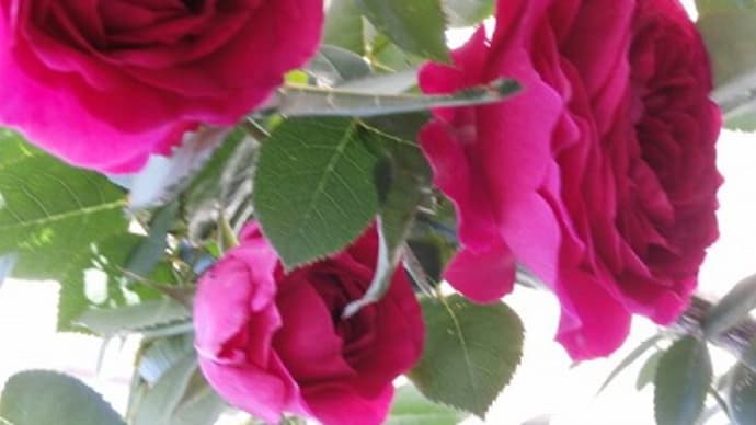 深紅の切り花品種のイングリッシュローズ・ダルシーと開花が早すぎ！
