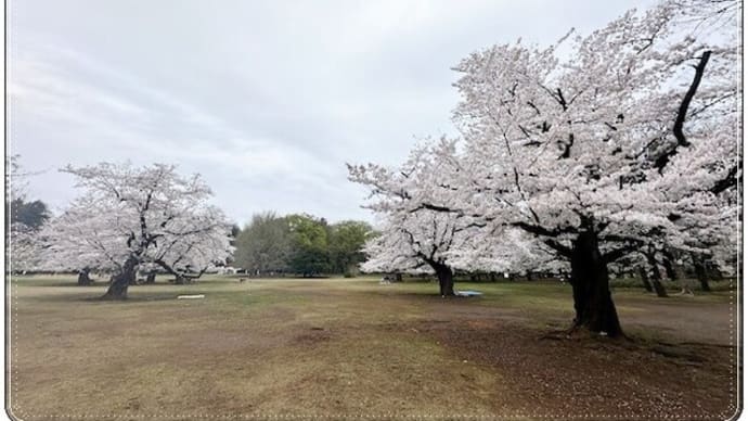 桜とボク