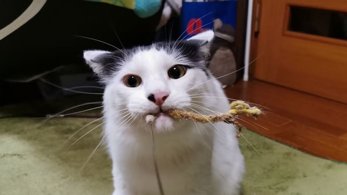 ボクは離しませんよ