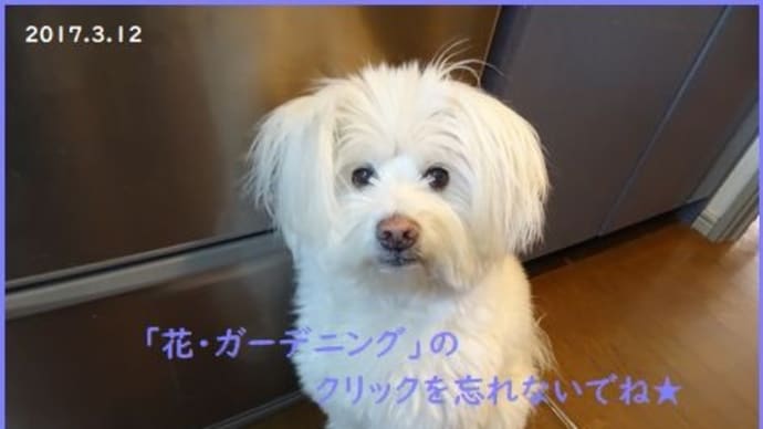 現実とは思えない★猛暑に咲く花★庭の収穫物