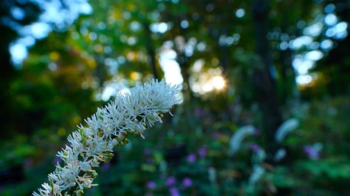 サラシナショウマの花がきれいです!(赤塚植物園 2022.11.6撮影)