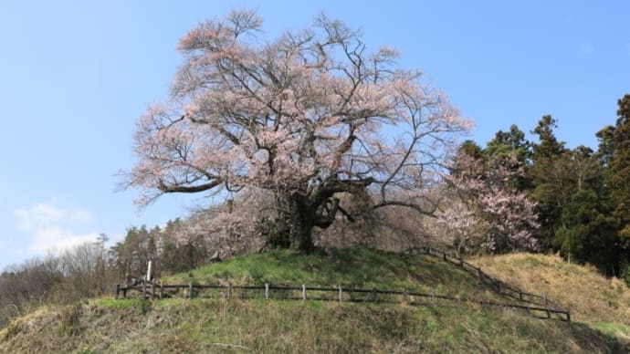 発地のヒガンザクラ2024