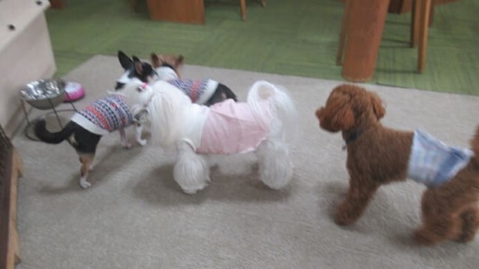 2023/03/14 犬の幼稚園BuddyDog