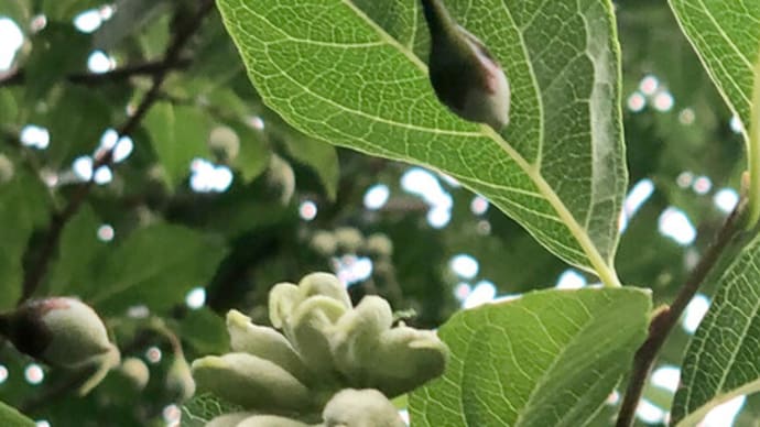 ウオーキング中に出会った植物など_昨年見た木にエゴノネコアシ
