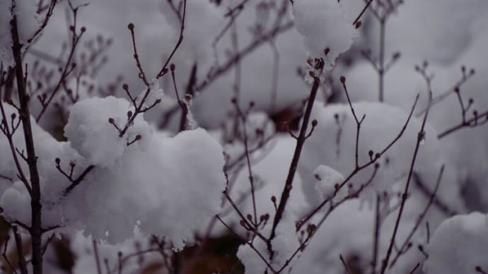 ●今年一番の大雪（5）　　サンシュユの小さな蕾に雪