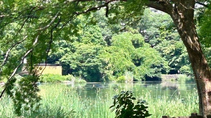 井の頭公園で出会った虫