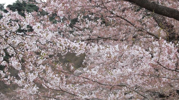 桜色