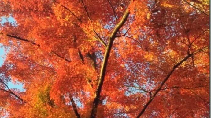 高尾の紅葉