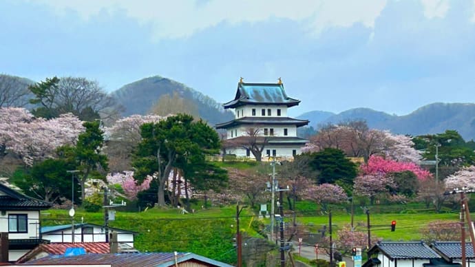 冬桜満開・桜の松前公園①