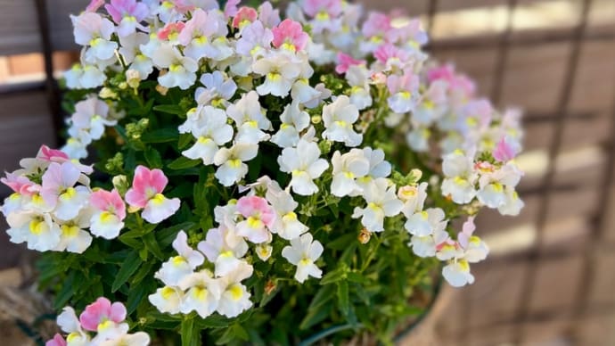 寒さに強いお花*ネメシアメーテルグッピー*ポイポイ期に降参