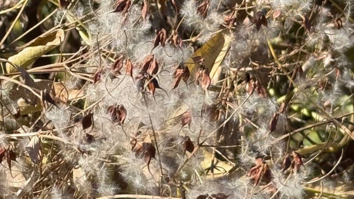 もの凄いもじゃもじゃお髭のセンニンソウ(仙人草)