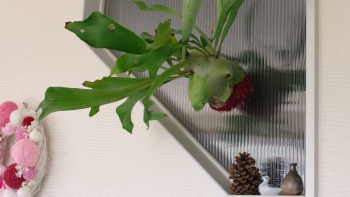 ビカクシダ植え替え