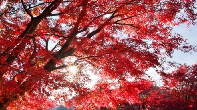 曾木公園の紅葉