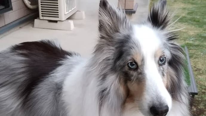 今日は先代シェル レオの月命日でした🐶