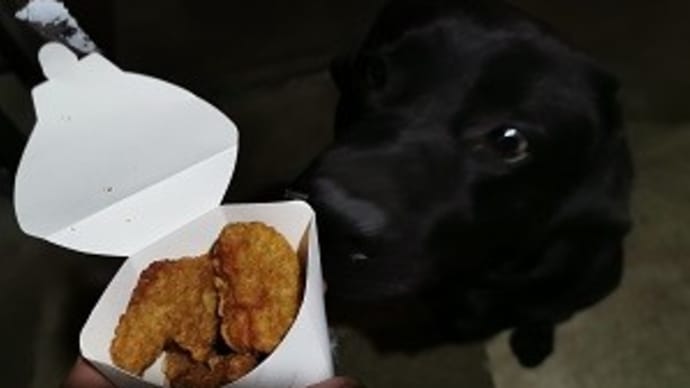 やはり犬の臭覚は凄い!