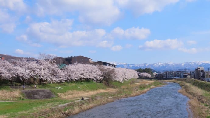 ●浅野川 桜並木 満開のソメイヨシノ 八重紅枝垂れ桜