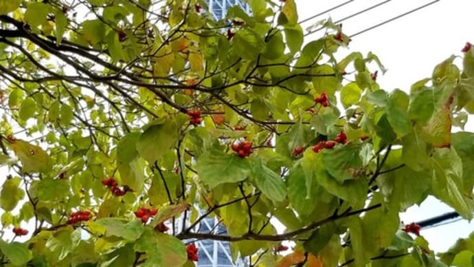 ハナミズキの実、コムラサキの実、ミズヒキ、タマスダレ🍇🌺✨