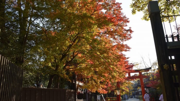 もみじ狩り　京都府左京区　紅葉名所めぐり3日目　【1】-（2）下鴨神社（賀茂御祖神社）　赤い鳥居ともみじに大銀杏