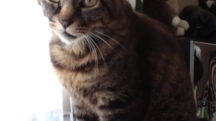 迷子の猫さん探しています