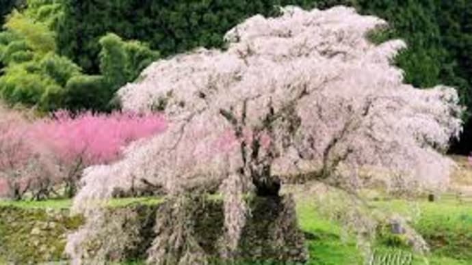 梅野哲の観に行きたい桜の名所㉑