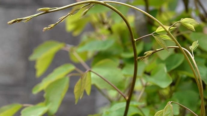 庭で採れる山菜