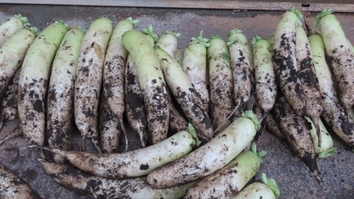 野菜の収穫