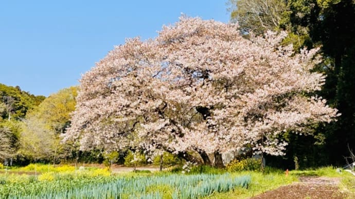 今年の桜は見納めです!