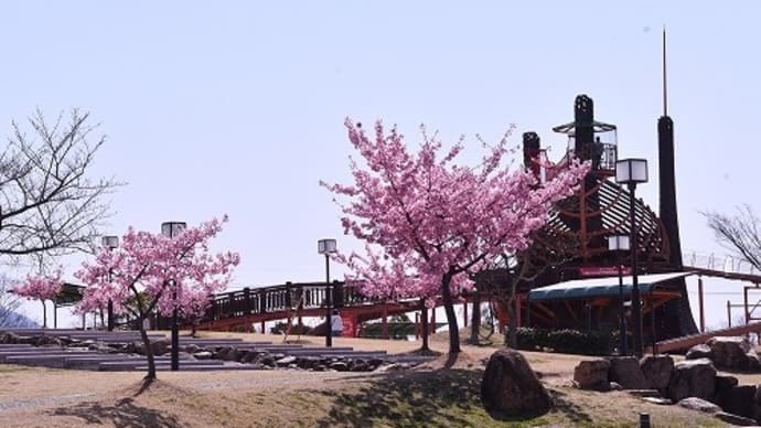 浦安総合公園 西地区 河津桜