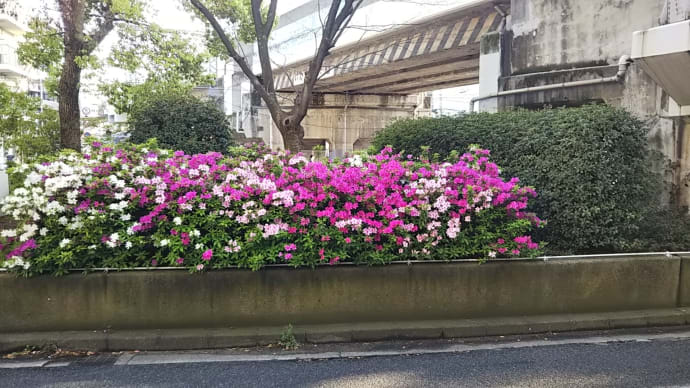 新型コロナウイルス感染拡大でうっとおしい中、大阪メトロ谷町線の駒川中野駅の南港通りの中央分離帯の花壇につつじの花。ほっとします。