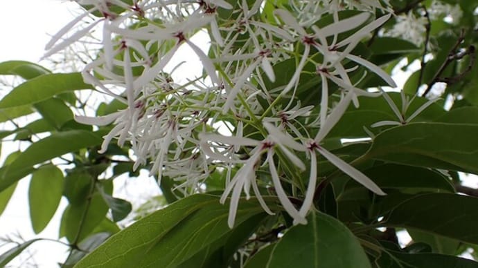 ヒトツバタゴの花