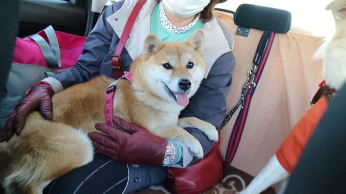 しばこちゃんとフータラさんで。①