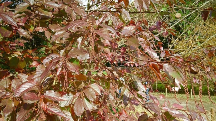 泉の森公園の水辺の紅葉2020/12/11