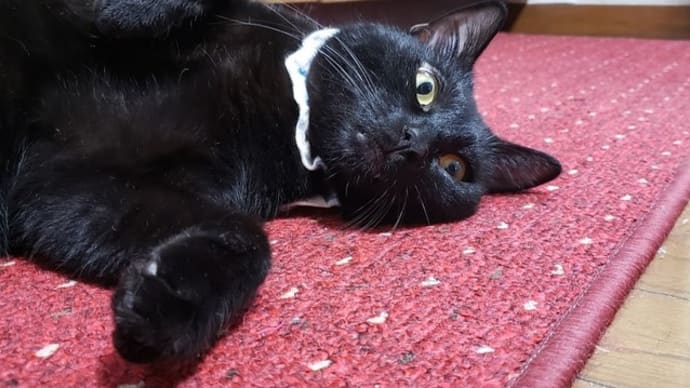 黒猫感謝の日