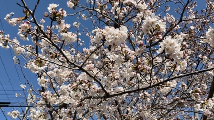 城南荘の桜2022 一瞬で