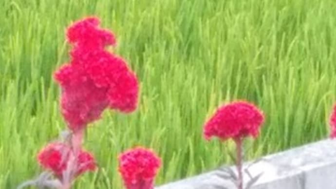 CT撮ってきました