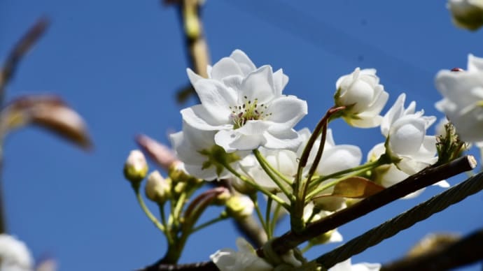 「梨の花」と「桃の花」