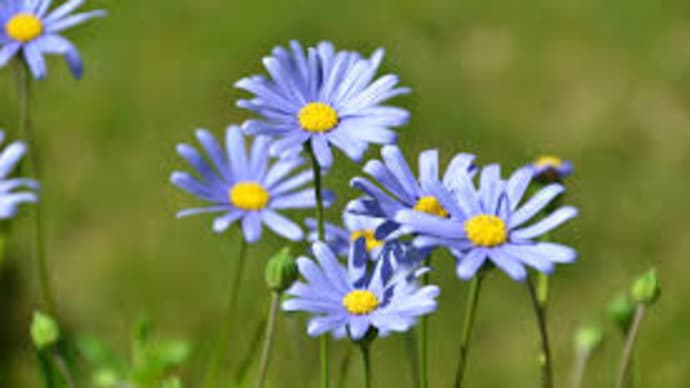 今日の誕生花
