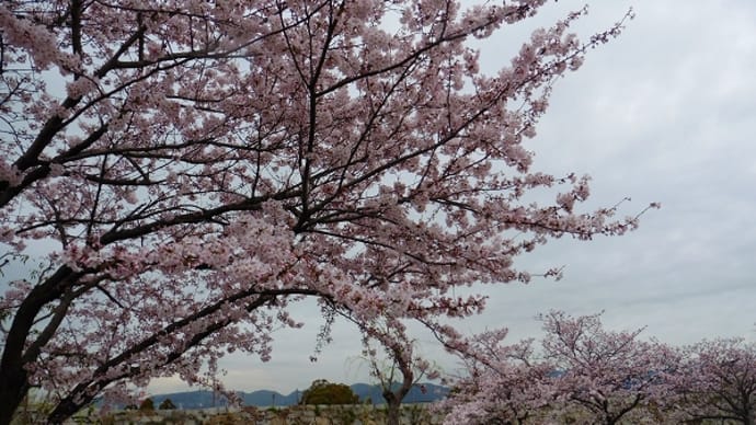 赤穂市立歴史博物館周辺の桜