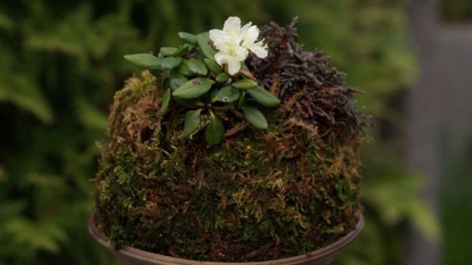 開花中の小山飾り