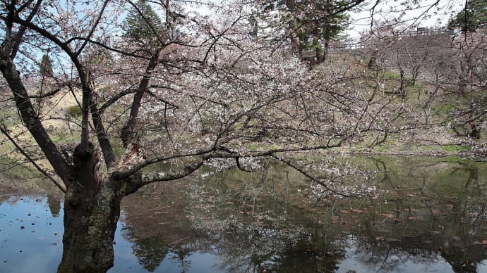 弘前公園(弘前城)の桜 ラスト