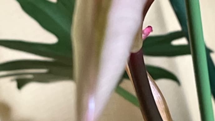 ヘルプから飛べた