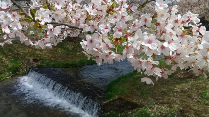 観音寺桜並木と中ノ沢温泉