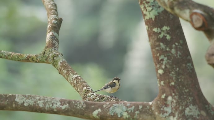 探鳥in軽井沢