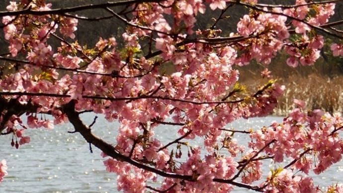 #7574 三浦海岸の河津桜 Ⅱ